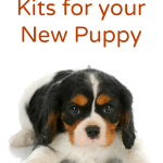 Puppy Starter Kits for Your New Puppy