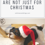 Making Sure Pets Are Not Just For Christmas: What to Consider Before Buying a Pet as a Gift