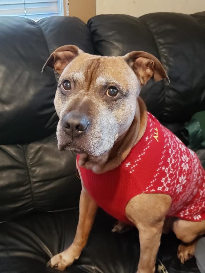 Grinch Ugly Christmas Sweaters from Petsmart