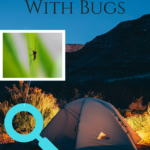 Camping With Bugs - Tips