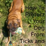 How to Protect Your Dog From Ticks and Lyme Disease