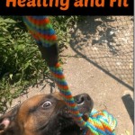 5 Ways to Keep Your Dog Healthy and Fit | Callista's Ramblings