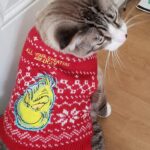 Grinch Ugly Christmas Sweater from Petsmart - Holiday Pet Outfits