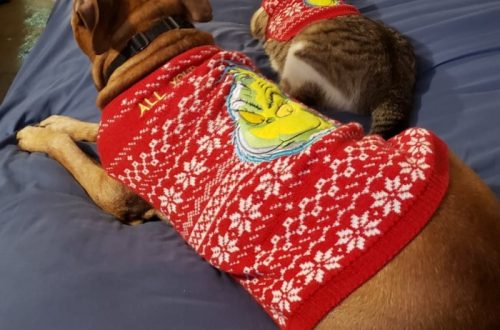 Petsmart Holiday Sweaters for Pets